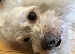 遅まきながら