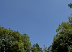 成長